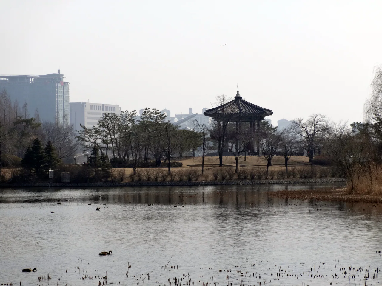 Waterbirds on a lake in front of bare trees and a traditional-style pavilion, with city buildings in the background.