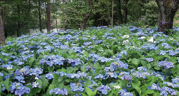 Blue and pale-purple hydrangea flowers fill a planted woodland slope beneath tree trunks.