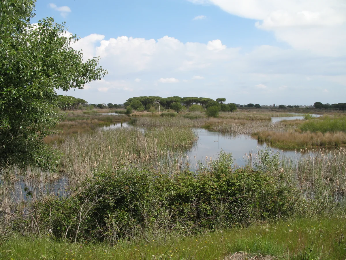 Pools among reeds and grasses, with rounded pine crowns on the horizon.