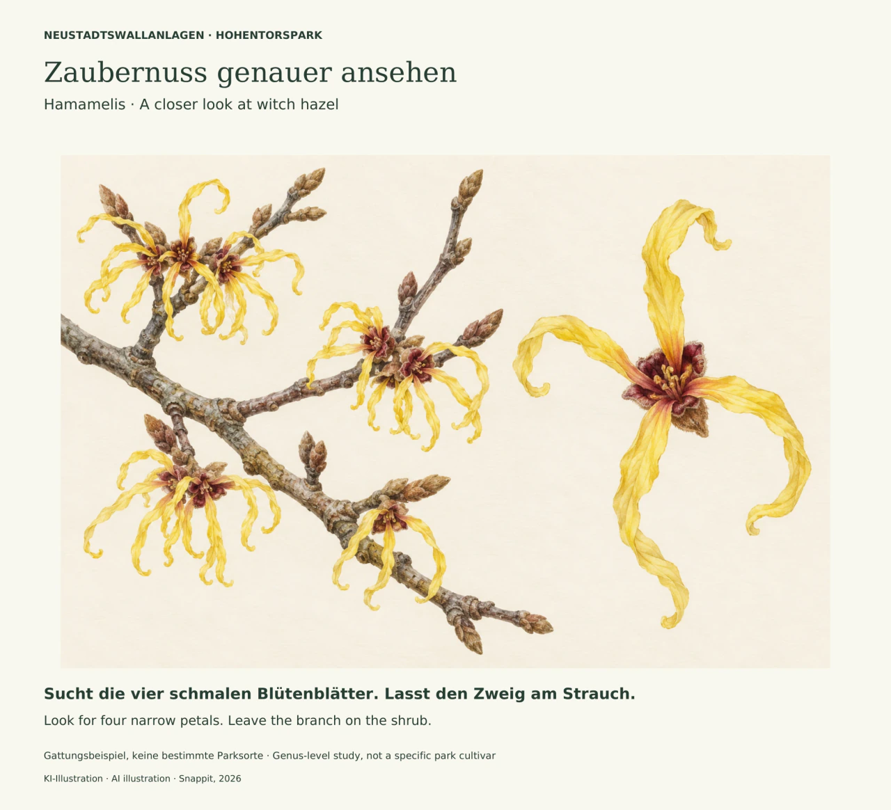 Botanische Illustration eines kahlen Zweigs mit gelben Zaubernussblüten. Rechts ist eine einzelne Blüte mit vier langen, gewellten Blütenblättern vergrößert dargestellt.