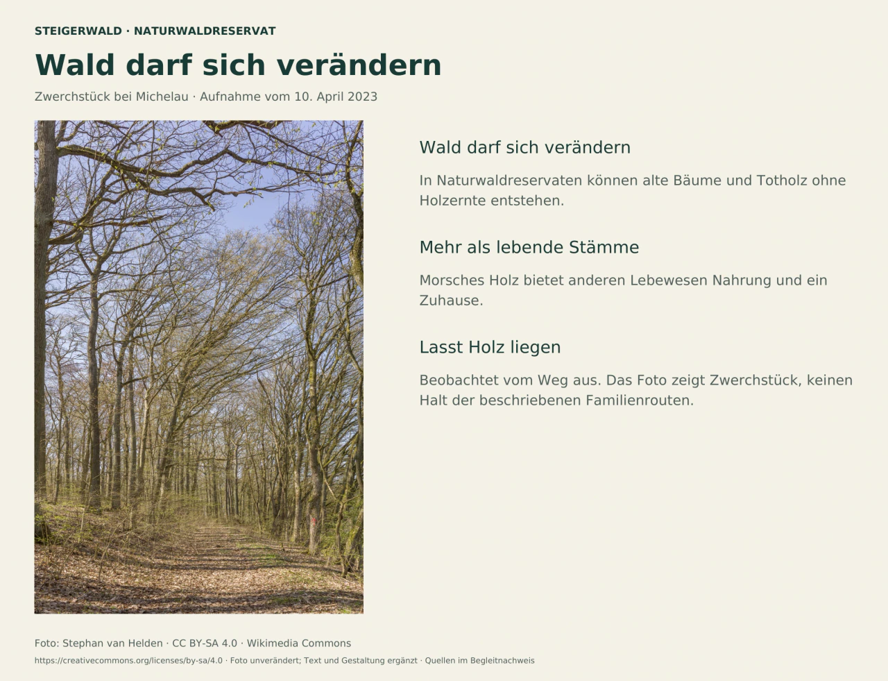 Hochformatige Aufnahme aus dem Naturwaldreservat Zwerchstück mit hohen Baumstämmen, einem Waldweg und Laub am Boden. Daneben Hinweise zur natürlichen Waldentwicklung und zum Beobachten vom Weg.