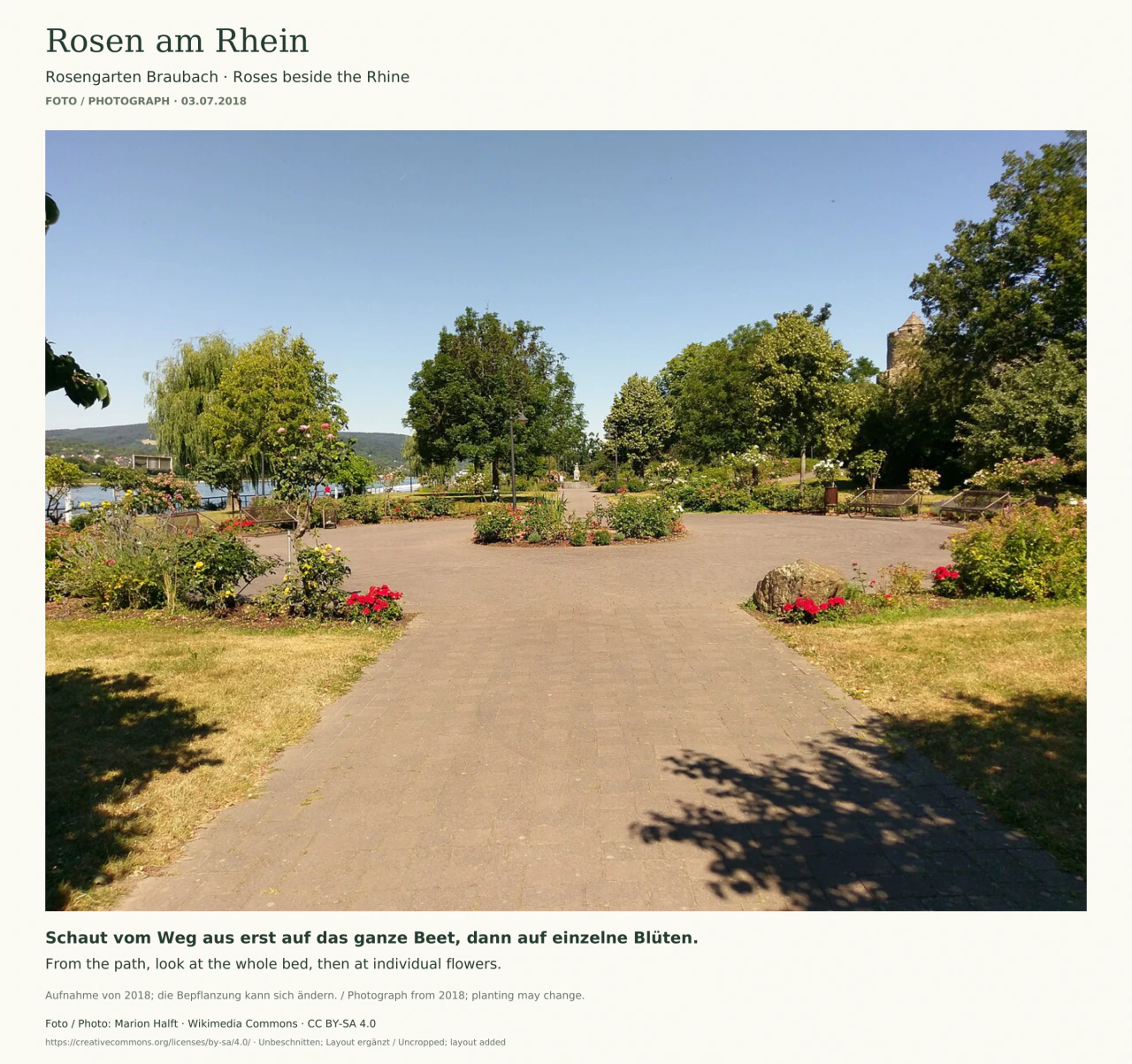 Eine breite gepflasterte Wegfläche führt zu einem runden Blumenbeet. Links und rechts blühen Rosen vor Bäumen; Bänke stehen am Rand. Links ist zwischen den Pflanzen ein Teil des Rheins zu sehen, rechts ragt ein steinerner Turm über das Grün.