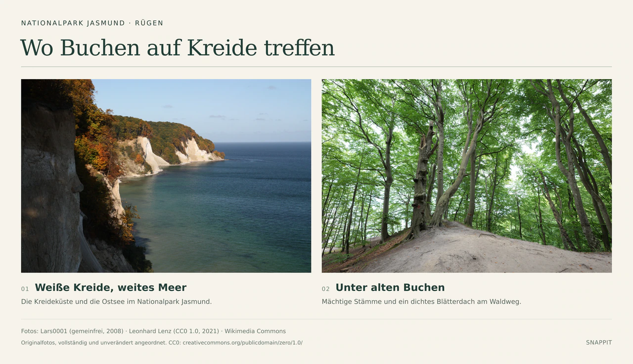 Zwei Fotografien aus dem Nationalpark Jasmund: links weiße Kreidefelsen mit Herbstwald über der Ostsee, rechts ein Waldweg zwischen mächtigen Buchen unter grünem Blätterdach.