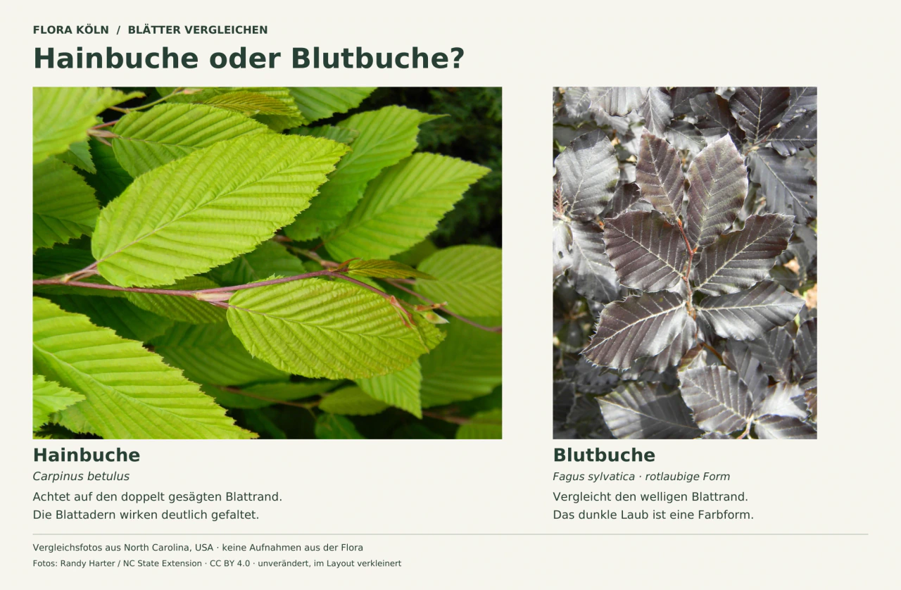 Zwei unbeschnittene Blattfotos: links grüne Hainbuchenblätter mit deutlich gesägtem Rand und vielen Seitenadern, rechts dunkelrote Rotbuchenblätter mit welligem Rand. Beschriftung nennt die botanischen Arten und den externen Aufnahmeort.