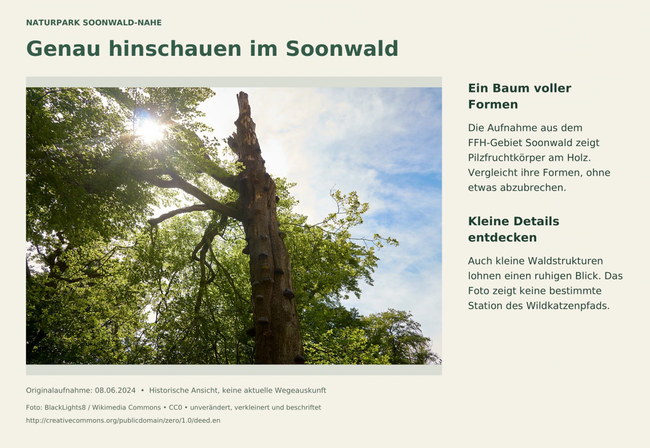An einem Baum im grünen Soonwald wachsen zahlreiche seitlich ausladende Pilzfruchtkörper.