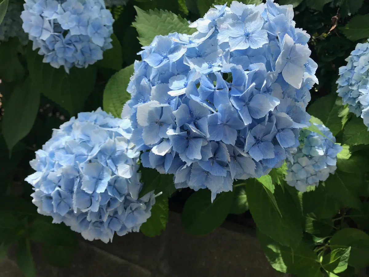 縁にぎざぎざのある幅広い緑の葉に囲まれた、淡い青色の丸いアジサイの花房。