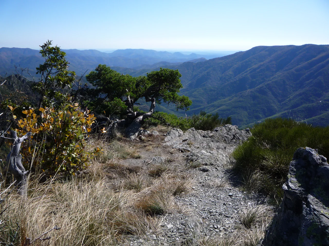 A gnarled green tree, dry grasses and rocky ground frame layers of wooded mountain ridges under a clear blue sky.