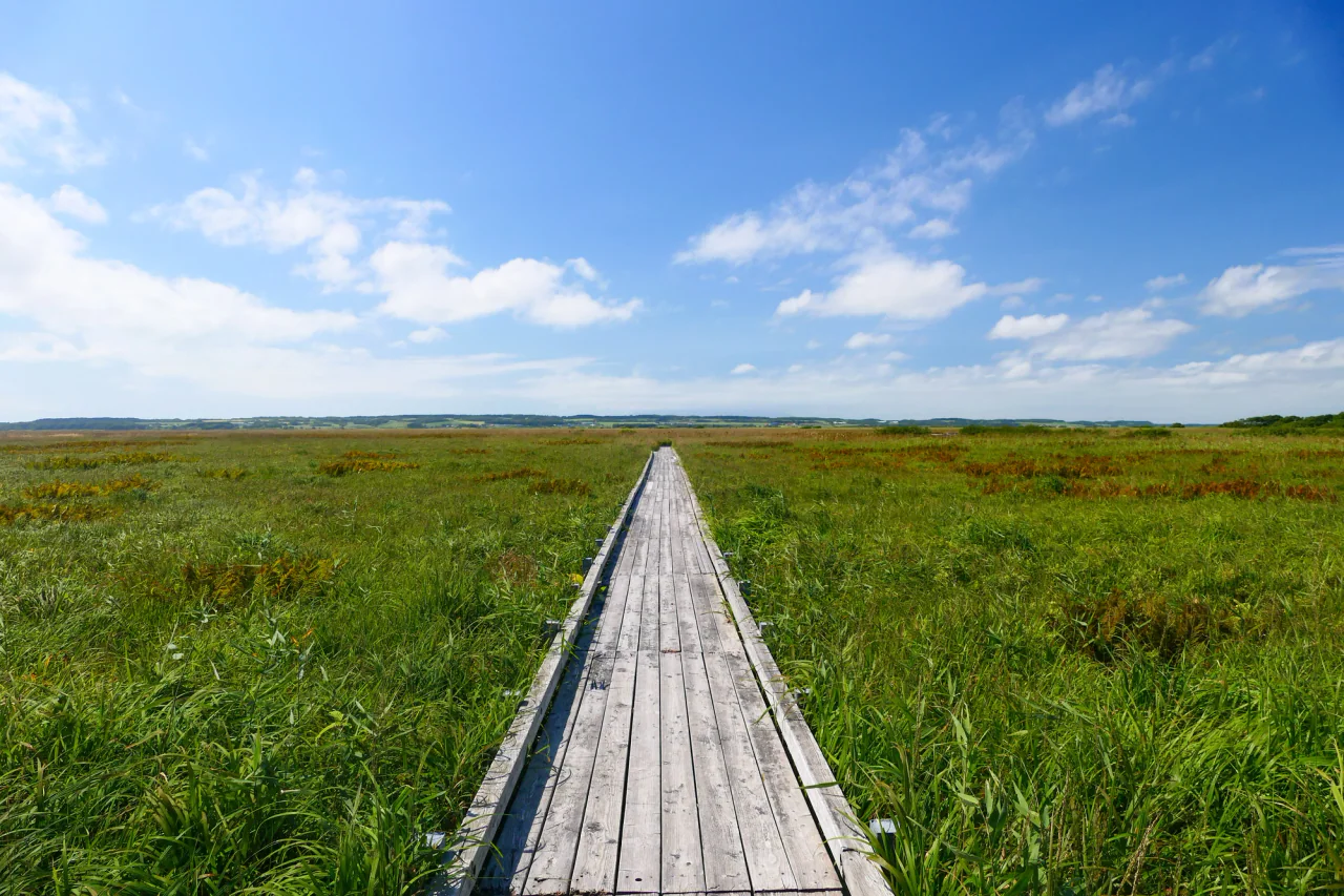 A narrow wooden walkway runs straight through broad green and golden wetland vegetation beneath an open blue sky.