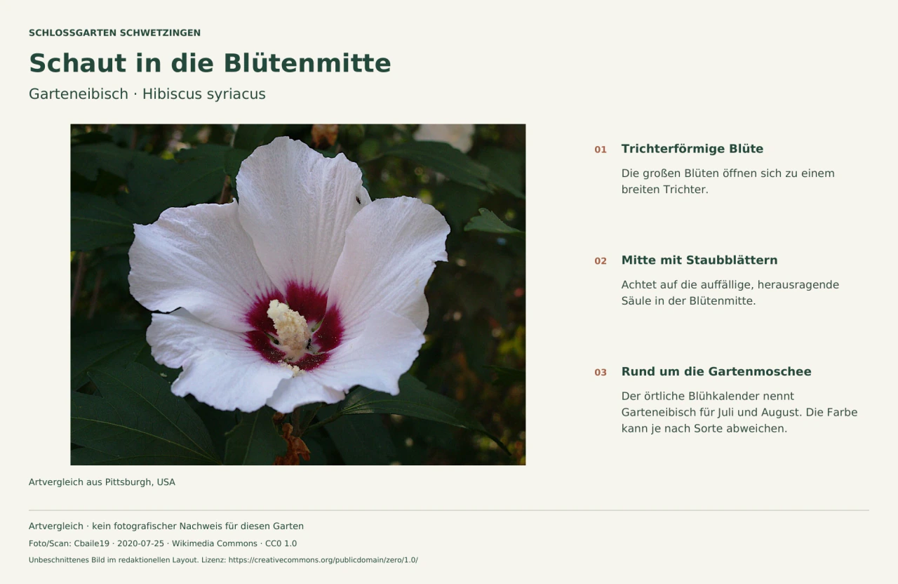 Helle Garteneibischblüte mit dunklem Zentrum und herausragender Blütensäule, ergänzt um deutsche Beobachtungshinweise.