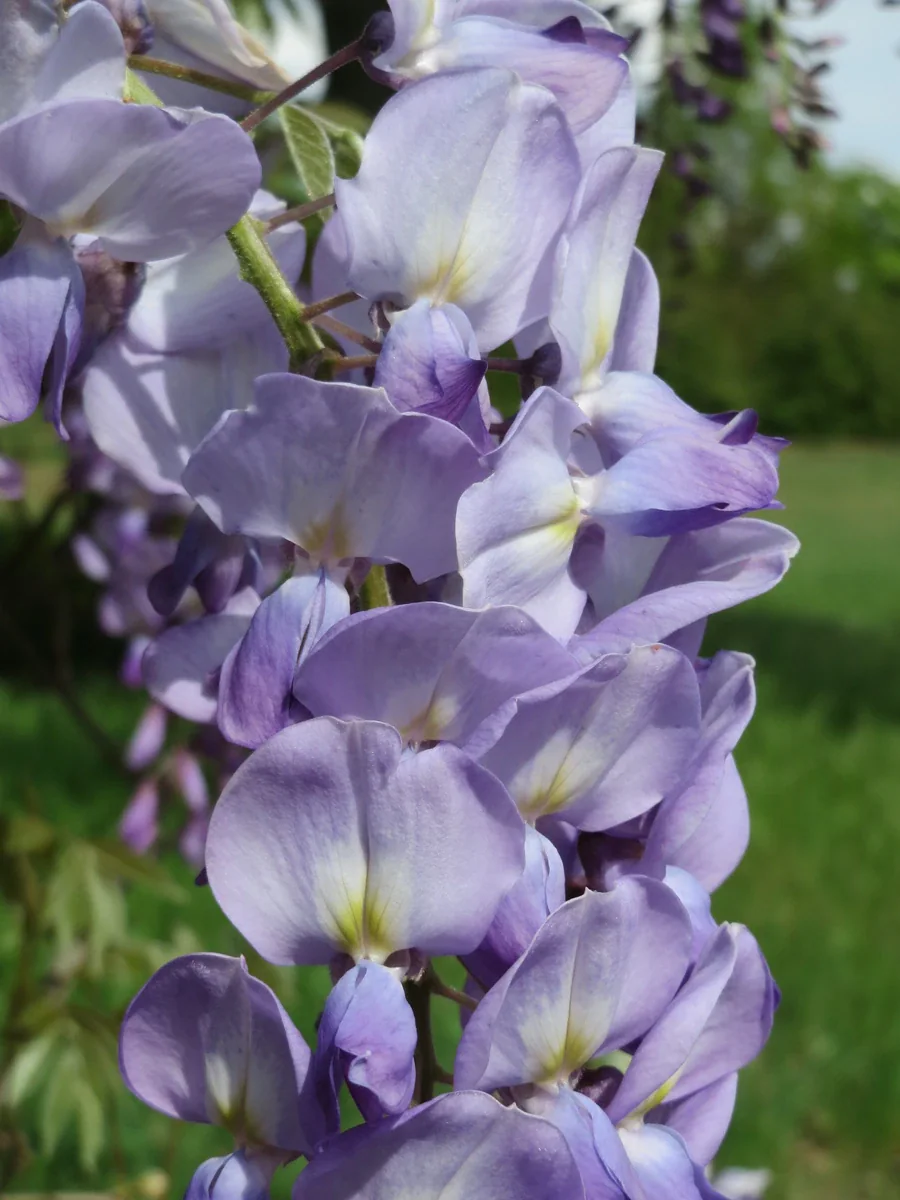 Off-site botanical example: a hanging cluster of pale violet Japanese wisteria flowers with broad upper petals and darker purple lower petals, photographed in Germany.