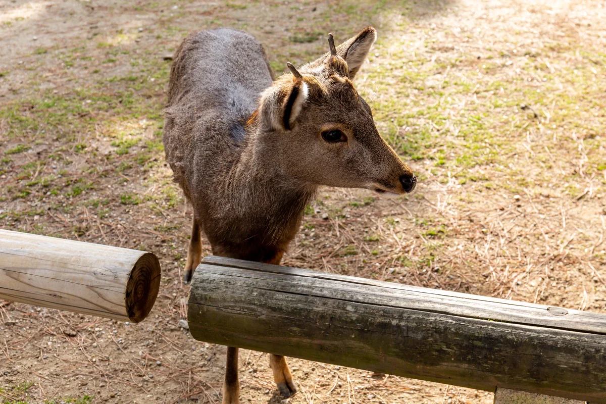 A brown deer with a dense winter coat stands behind a low wooden rail on lightly grassed ground in Nara Park.