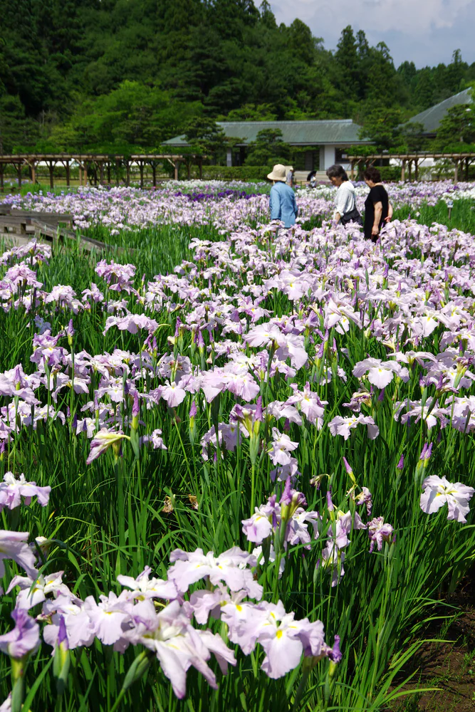 Dense pale-purple and white irises fill the foreground; visitors walk among the beds, with garden buildings and green trees behind them.