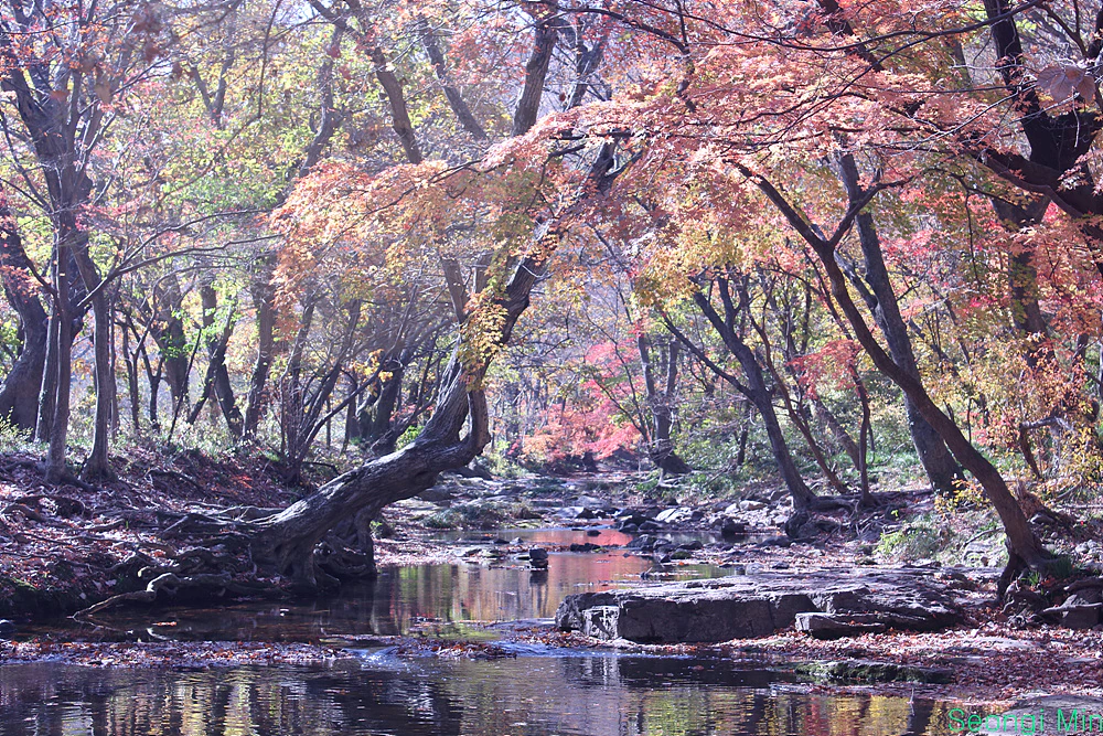 Red and gold autumn trees arch over a shallow rocky stream, with reflections in the water and a green Seongi Min signature at bottom right.