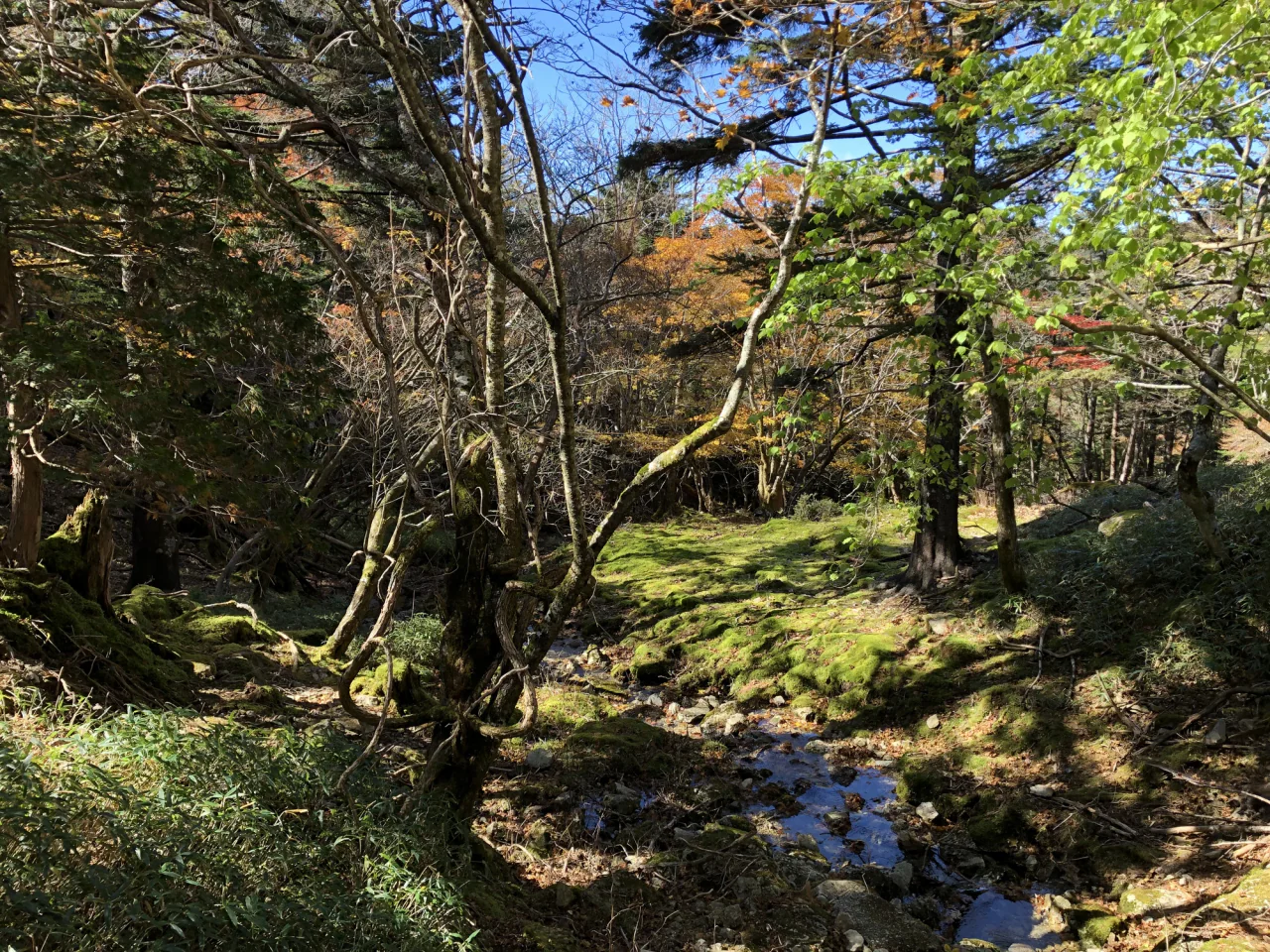 A shallow rocky stream runs through moss-covered woodland beneath green and golden leaves.