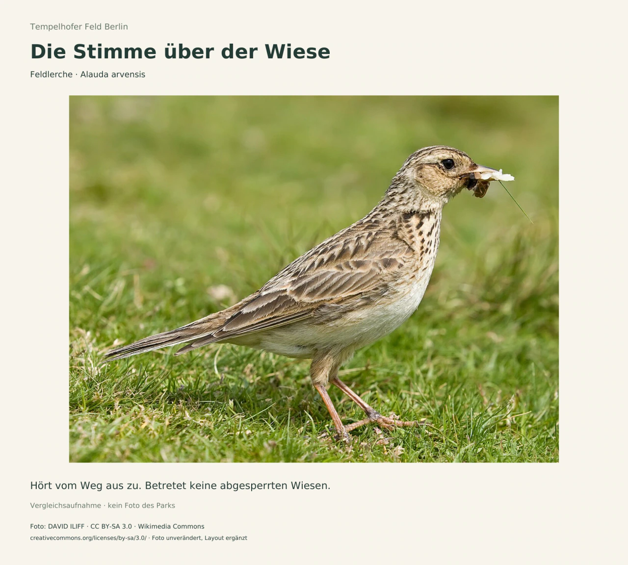Eine braun gestrichelte Feldlerche steht mit Insekten im Schnabel auf niedrigem Bewuchs vor unscharfem grünem Hintergrund.