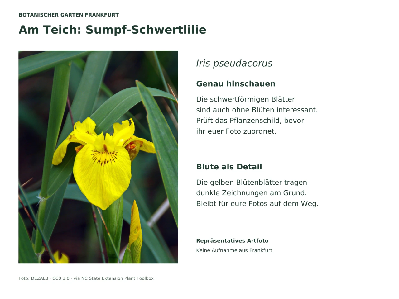 Nahaufnahme einer leuchtend gelben Schwertlilienblüte mit dunklen Linien am Grund des großen herabhängenden Blütenblatts, umgeben von langen grünen schwertförmigen Blättern.