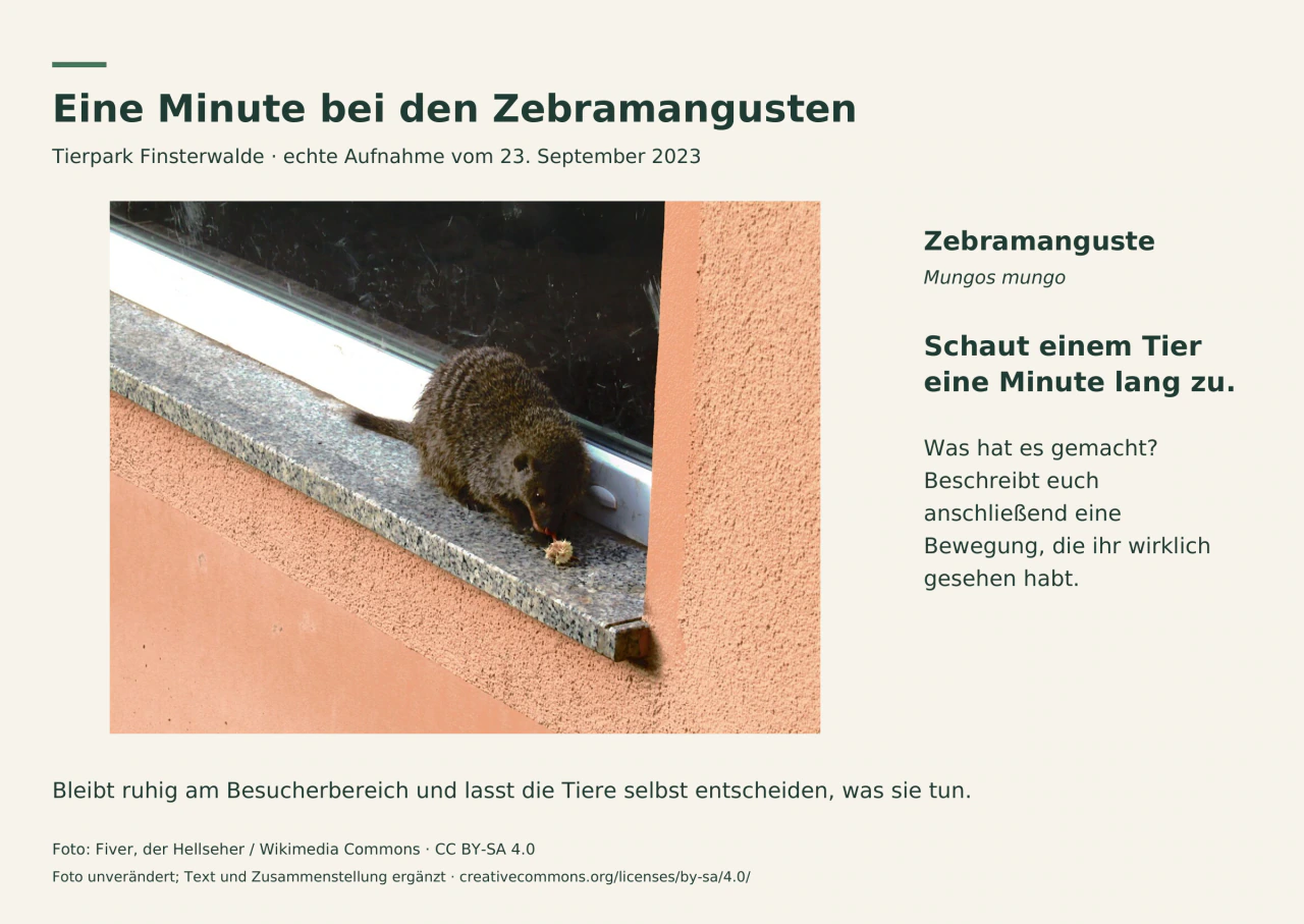 Eine Zebramanguste beim Fressen im Tierpark Finsterwalde; daneben deutsche Beschriftung mit Artname und einer einminütigen Beobachtungsaufgabe.