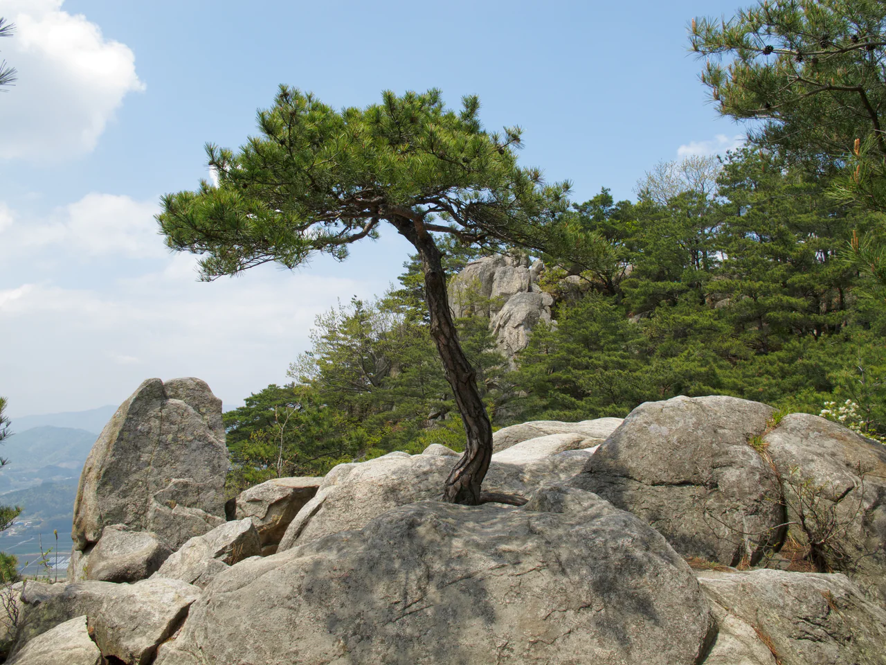 A curved pine grows between pale granite boulders on a wooded slope, with a hazy valley in the distance.