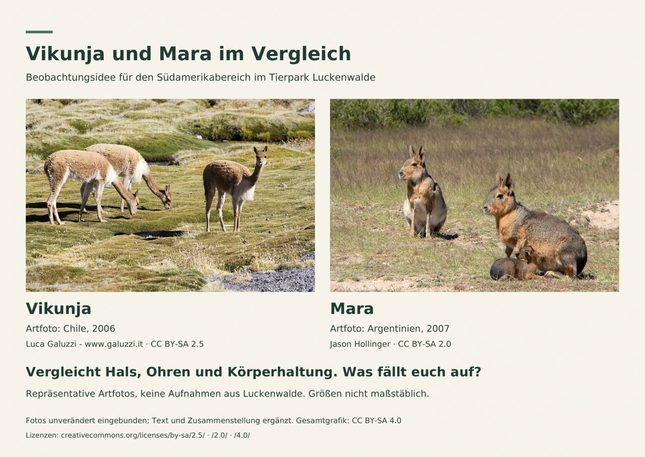 Zwei nebeneinander gesetzte Artfotos, links drei Vikunjas, rechts drei Maras. Deutsche Beschriftung lädt zum Vergleich von Hals, Ohren und Körperhaltung ein. Keine Aufnahmen aus Luckenwalde; kein gleicher Größenmaßstab.