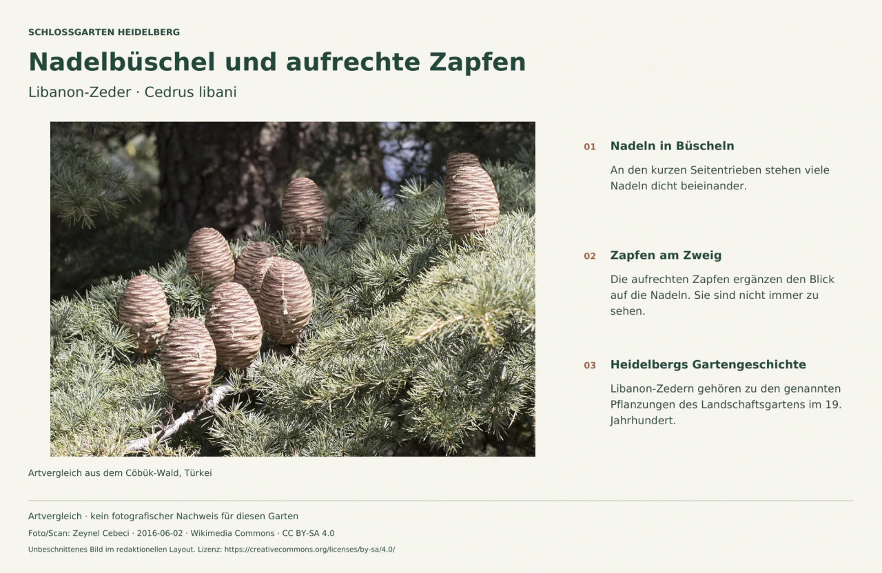 Libanon-Zedernzweig mit aufrechten Zapfen und Nadelbüscheln, daneben Hinweise auf die Merkmale und Heidelbergs Gartenpflanzungen.