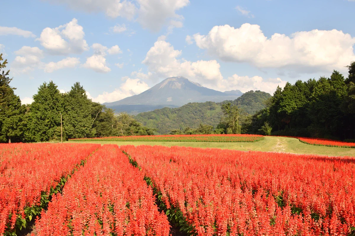 手前には鮮やかな赤い花の列が広がり、その奥に木々と緑の丘、雲の浮かぶ空の下に遠くの山が見える。