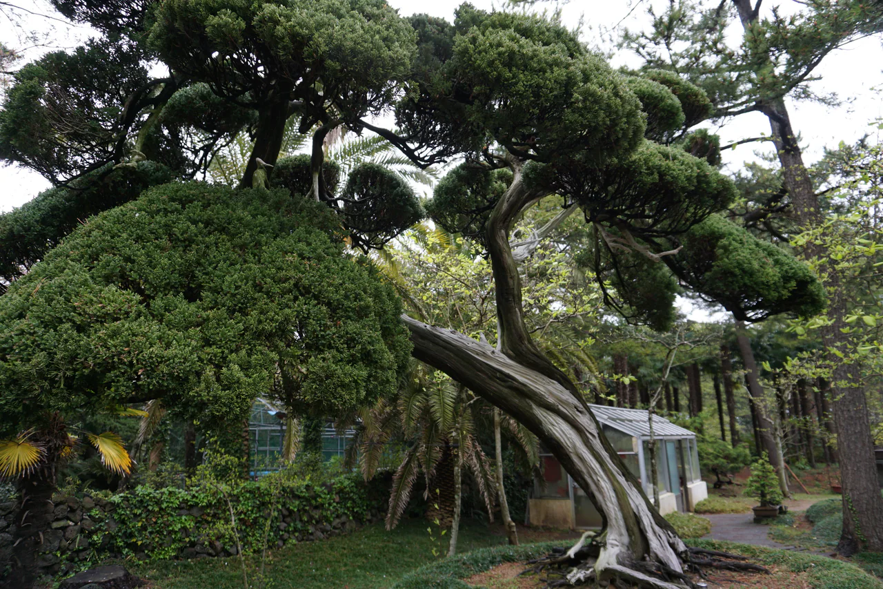 A twisting pale tree trunk and rounded dark-green canopy, with palms and a small glasshouse behind.