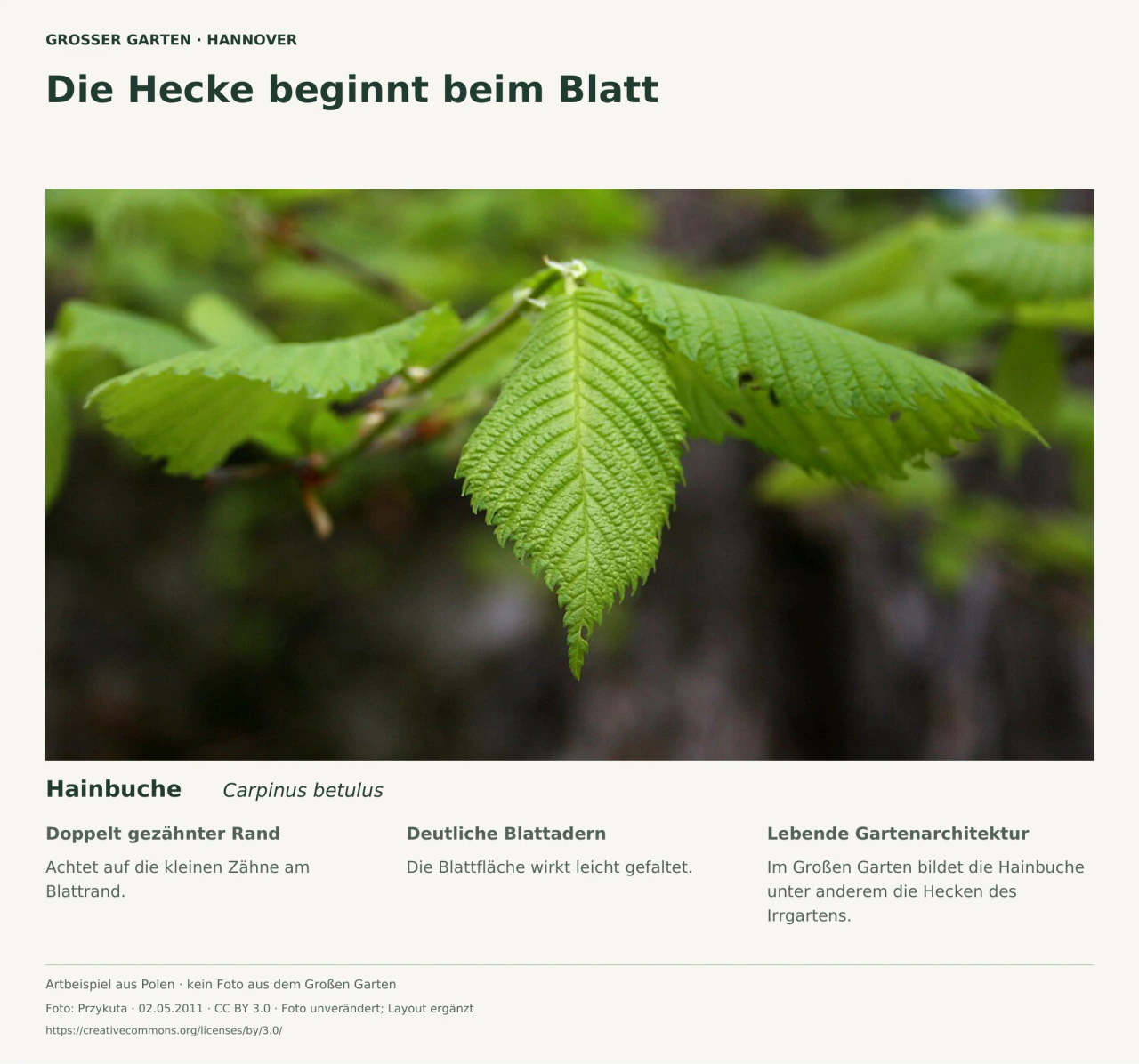 Grüne Blätter der Hainbuche mit deutlich sichtbaren Adern und gezähnten Rändern, darunter drei kurze Beobachtungshinweise.
