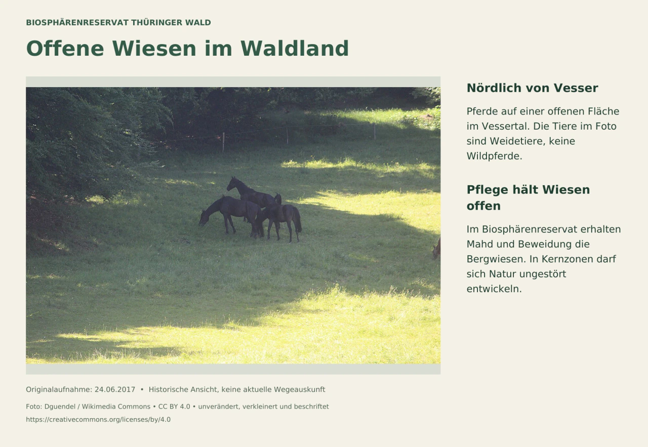 Pferde auf einer grünen Weide im Vessertal, an einem bewaldeten Rand.