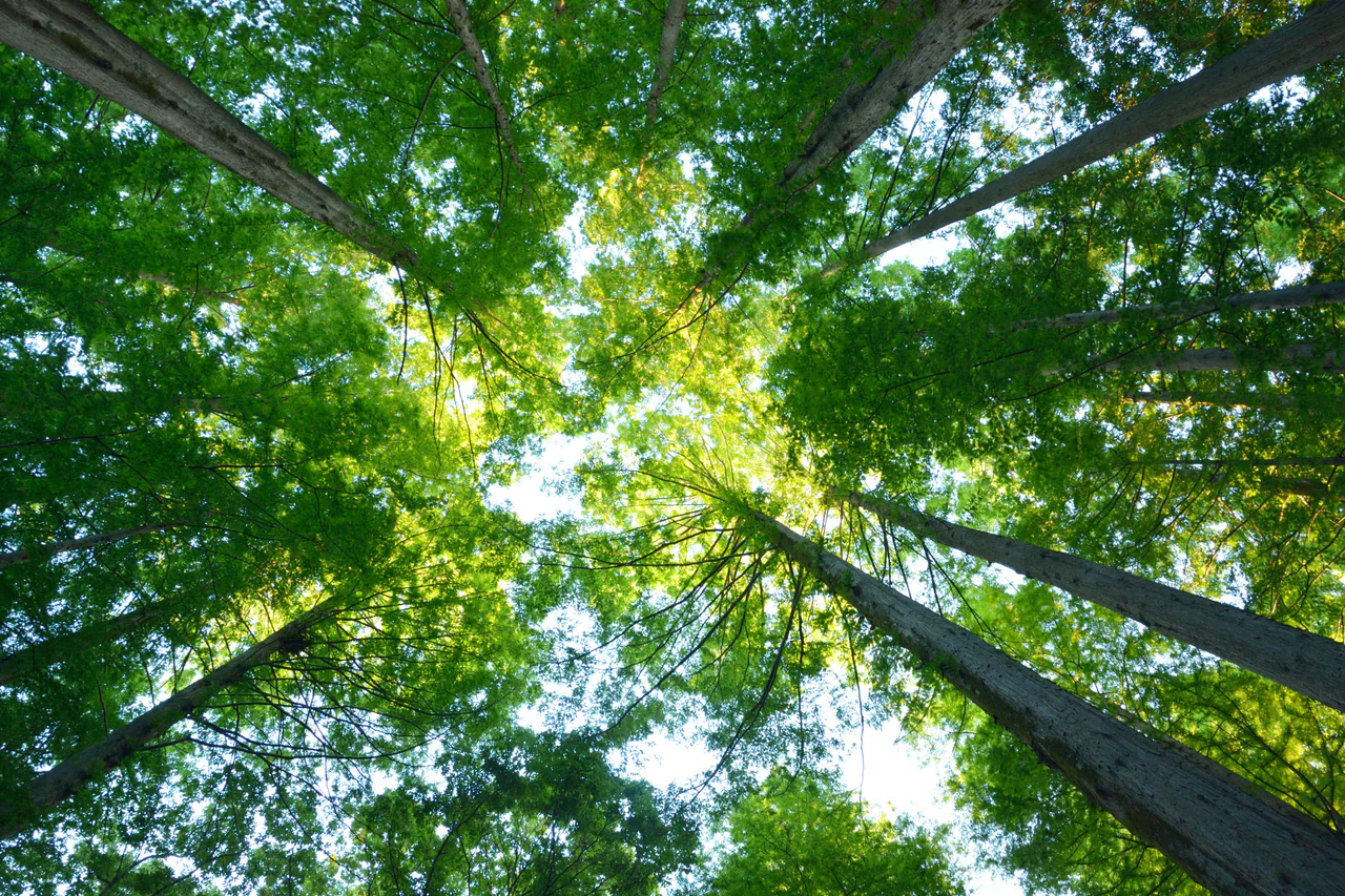 Tall tree trunks rise inward from the edges of the photograph toward a bright green canopy and patches of sky.