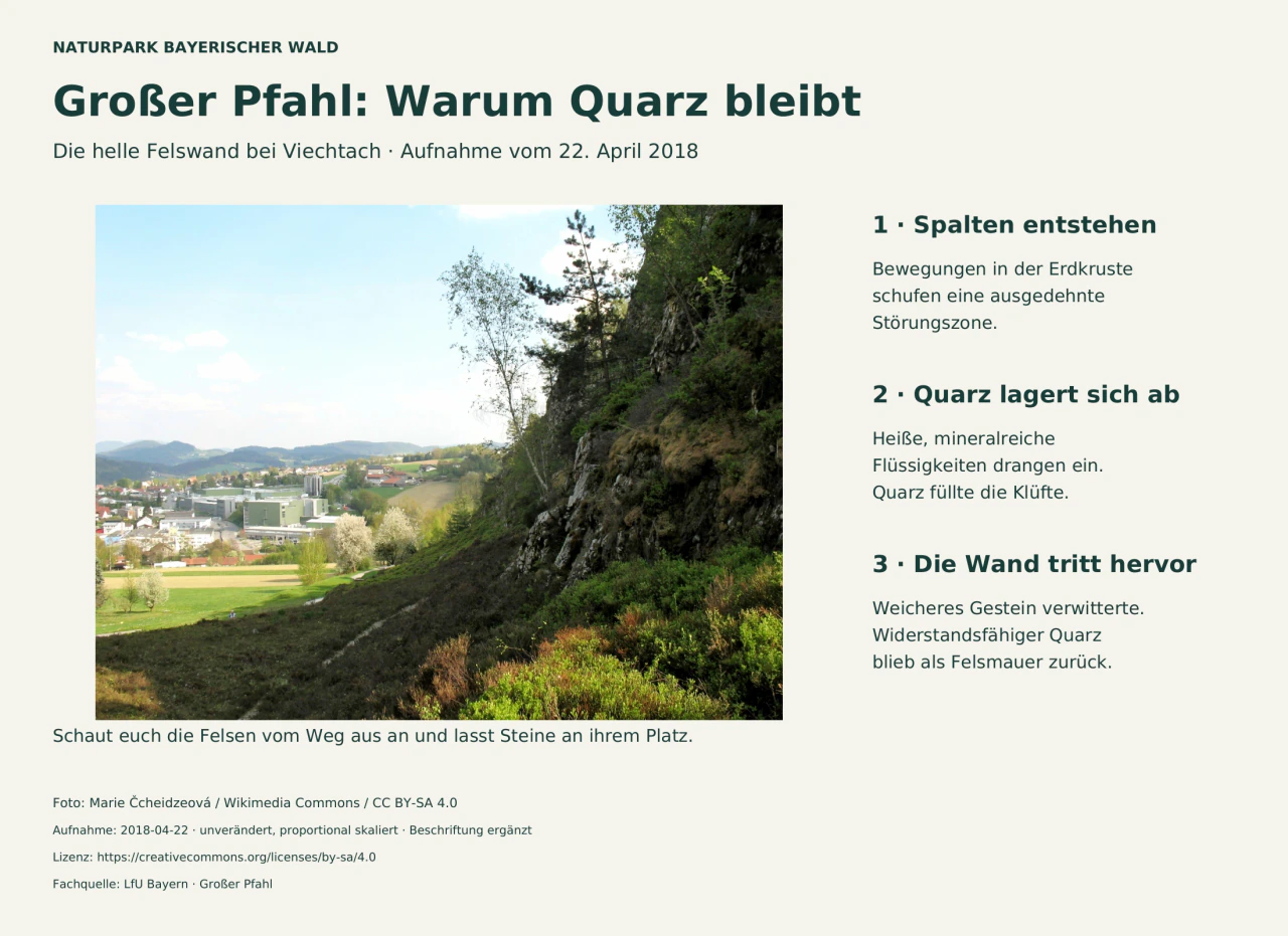 Helle Quarzfelsen des Großen Pfahls zwischen Bäumen; daneben drei Schritte von der Störungszone bis zur freigelegten Felswand.