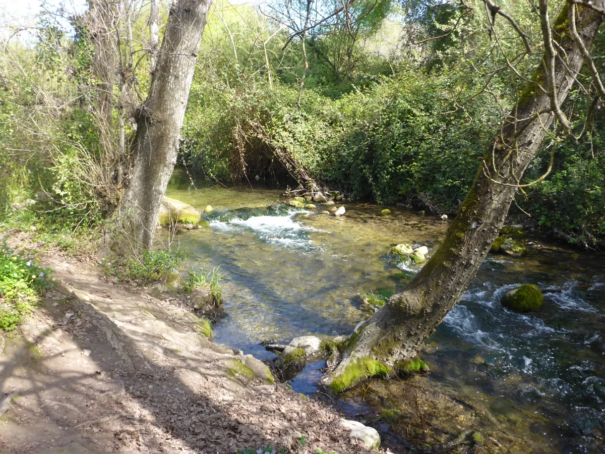 A shallow river runs over mossy stones beside trees, dense shrubs and a narrow earth bank.