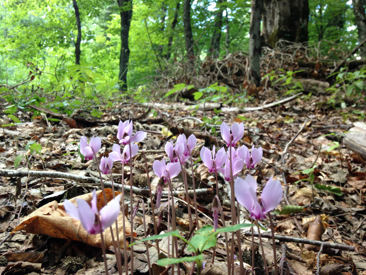 Pale pink flowers rise through dry leaves and fallen twigs beneath green woodland and tree trunks.