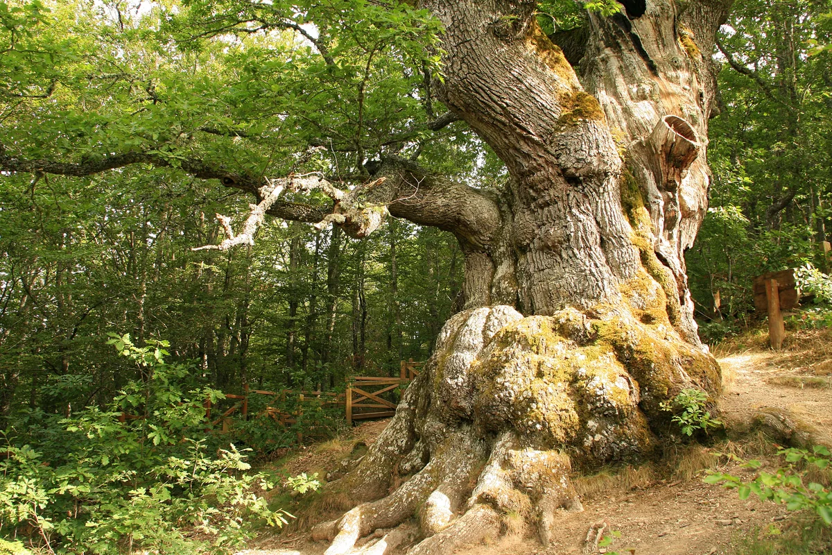 A massive, knotted tree trunk with exposed roots and moss stands among green woodland, beside a wooden fence and an earth path.