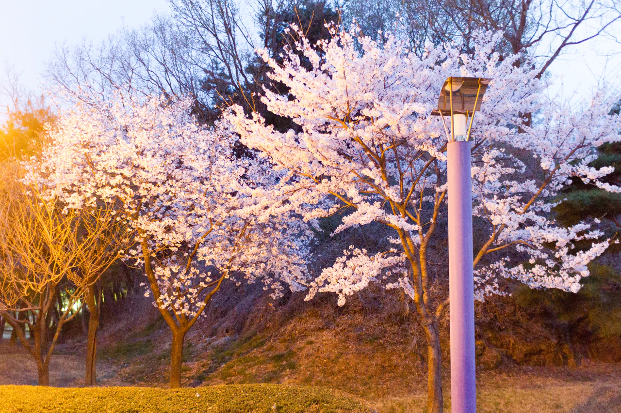 Pale flowering branches beside a tall lamp post, lit with warm light against a wooded slope at dusk.