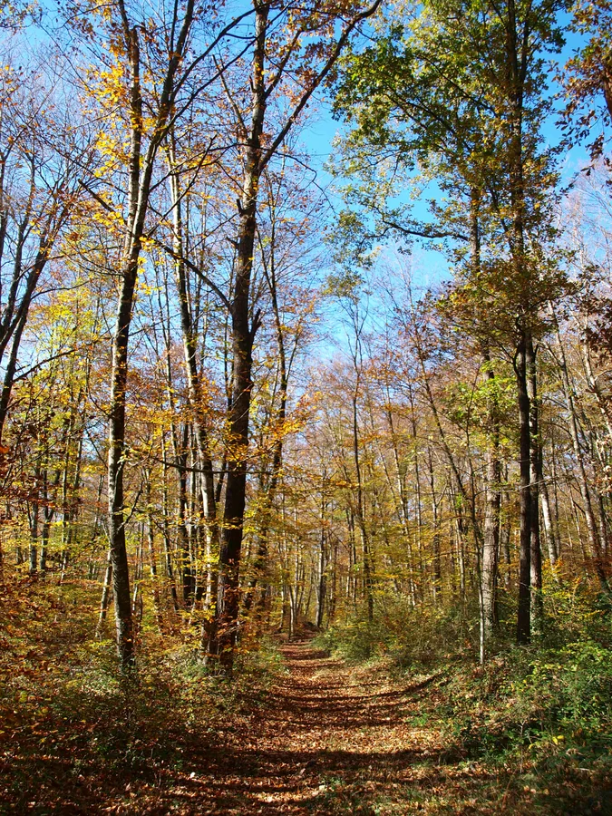 Tall, slender beech trees frame a narrow leaf-covered woodland path, with green and yellow foliage against patches of blue sky.