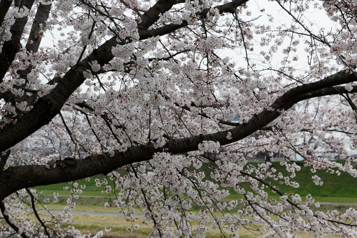 Pale cherry blossoms cluster along dark branches, with lawn and a stone-edged water channel visible behind them.