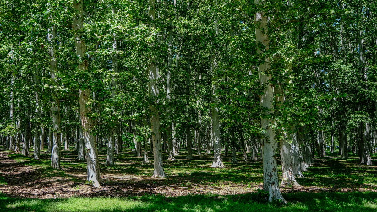 Rows of tall pale, mottled tree trunks beneath a dense green canopy, with sunlit grass and leaf litter between them.