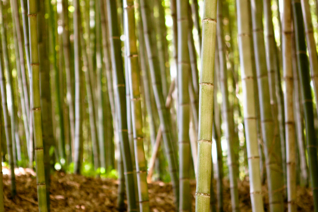Green bamboo stems at different depths of focus above a leaf-covered forest floor; no path or people are visible.