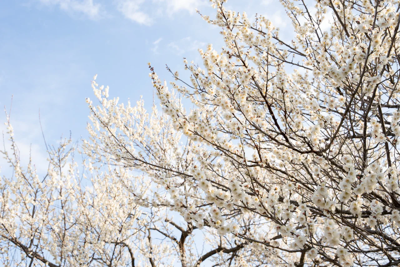 Branches covered in pale plum blossoms stand against a blue sky at Kairakuen.