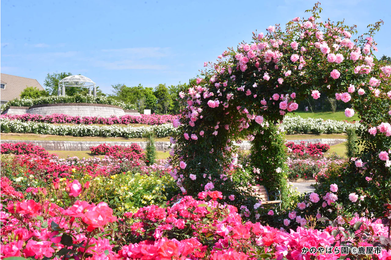 Pink and red roses fill terraced beds, with a flowering arch and a white gazebo beneath blue sky.