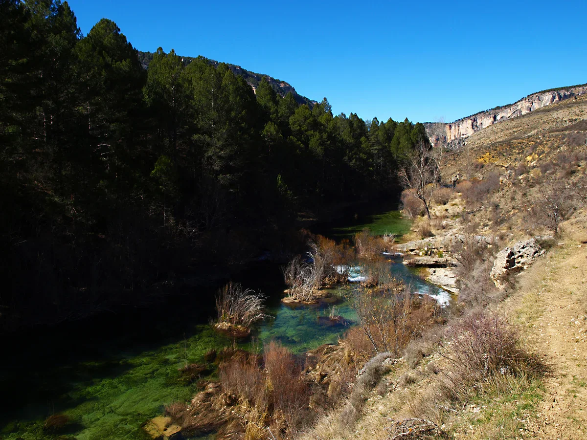 Remansos verdes del río entre una orilla cubierta de pinos en sombra profunda y laderas rocosas soleadas cerca de Peralejos de las Truchas.