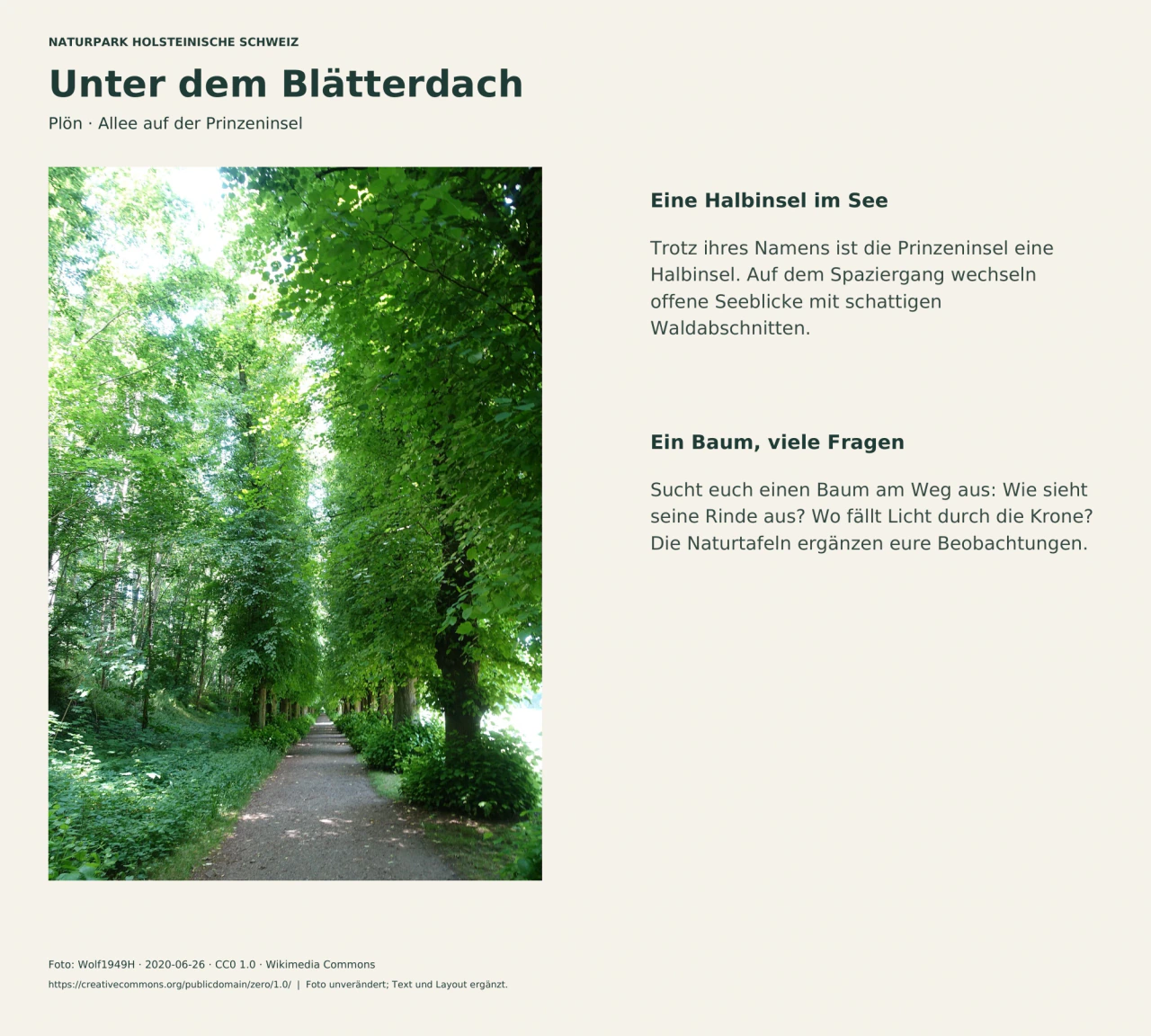 Hohe Bäume säumen eine Allee auf der Prinzeninsel; daneben kurze Hinweise zur Halbinsel und zum Beobachten von Bäumen.