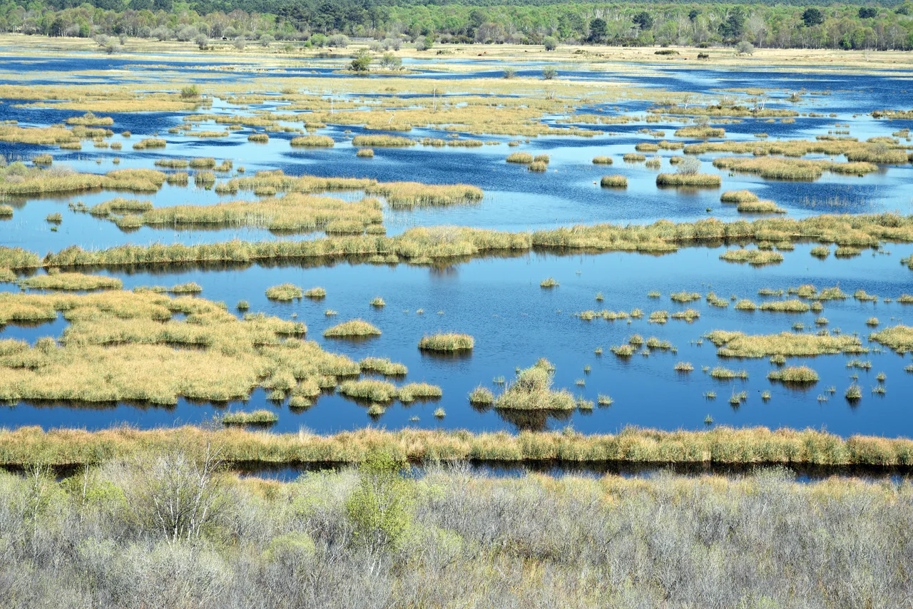 Blue water channels wind between golden grassy patches, with trees along the horizon.