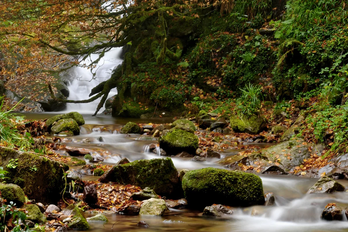 A stream flows over moss-covered boulders through autumn woodland, with fallen brown leaves along its banks.