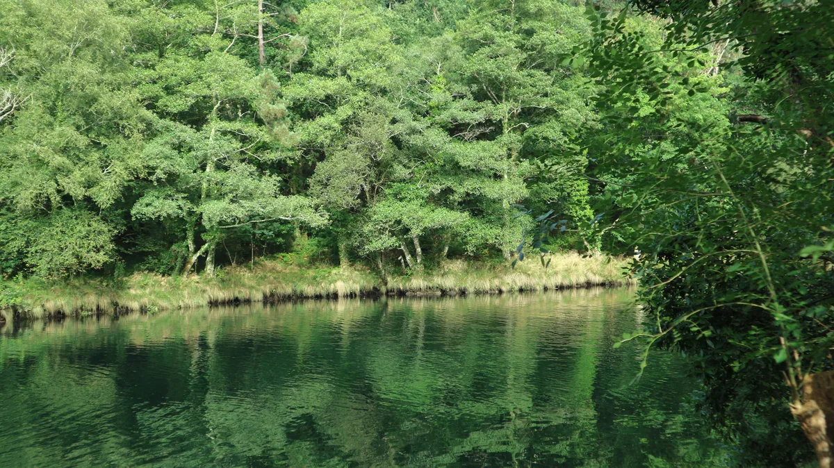 Un denso bosque verde bordea un río tranquilo, con ramas frondosas que enmarcan el agua y sus reflejos.