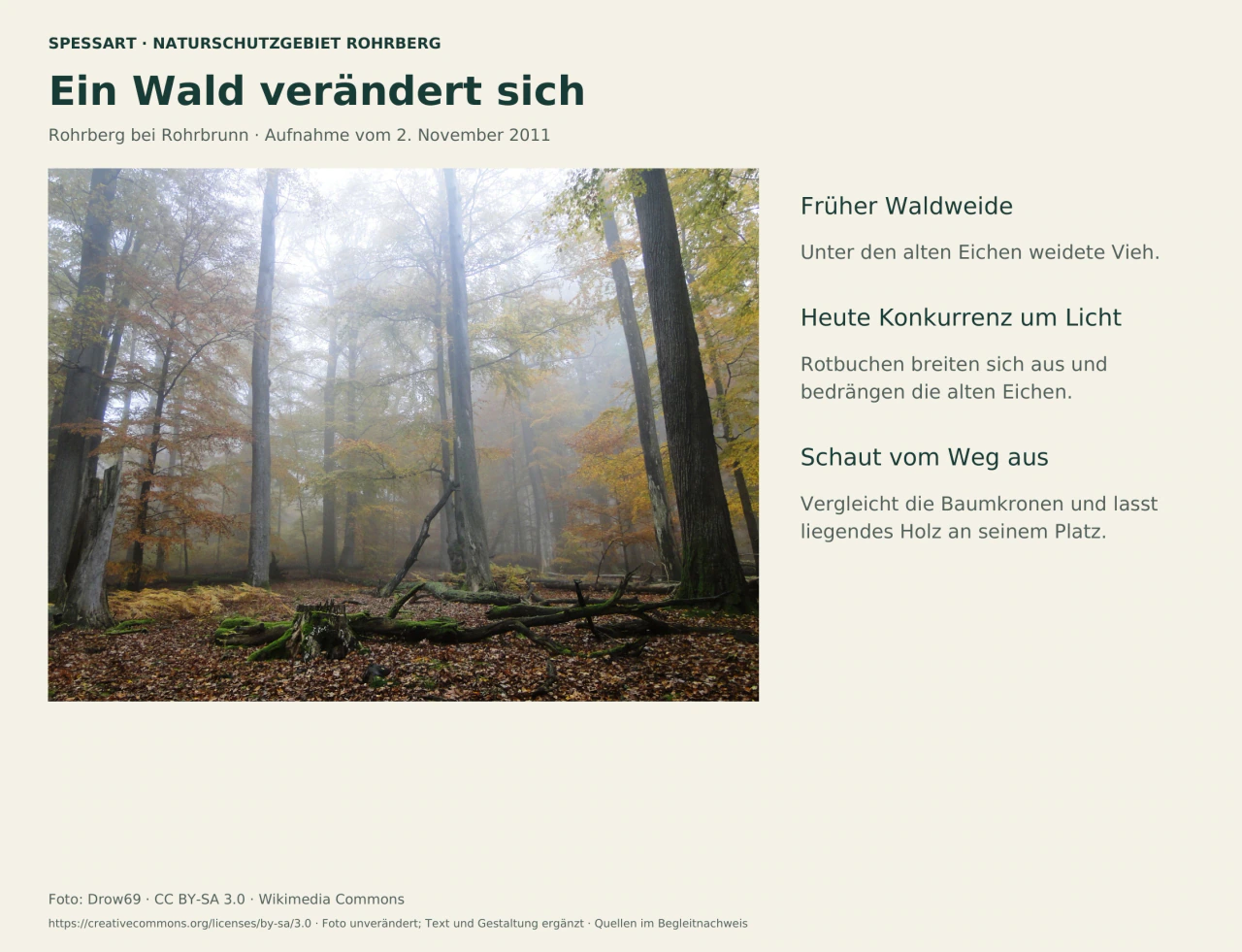 Nebeliger Wald mit hohen Stämmen, Laub am Boden und liegendem Holz. Daneben Erläuterungen zur früheren Waldweide und heutigen Lichtkonkurrenz.