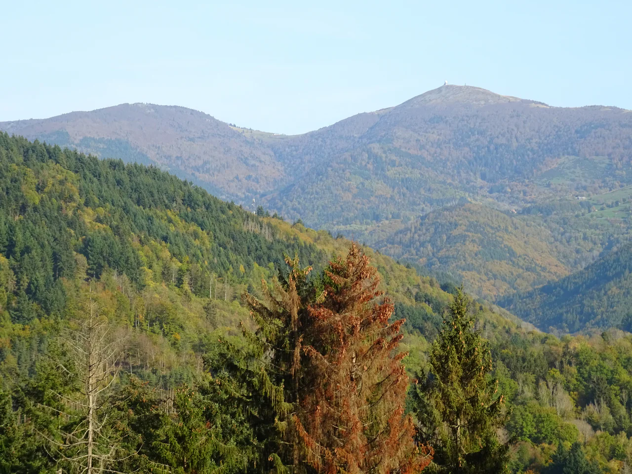 Green and yellow woodland covers successive hills below a rounded summit with a small white radar structure; a large brown conifer stands in the foreground.