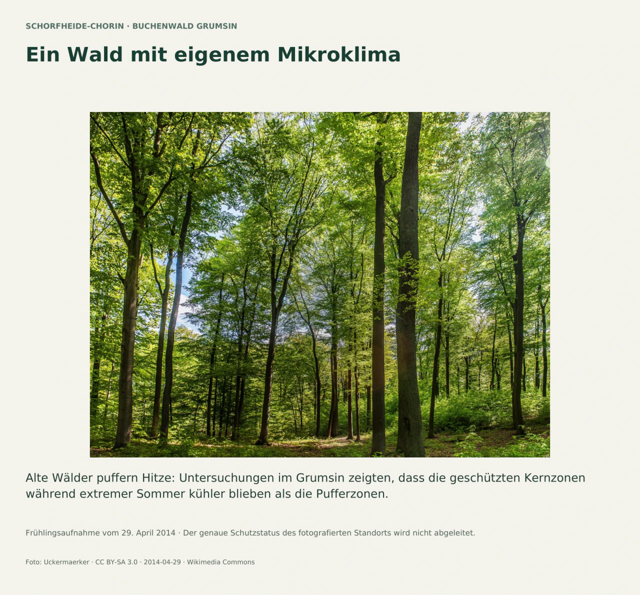 Hohe Baumstämme unter einem hellgrünen Kronendach im Grumsiner Forst; darunter junger Aufwuchs und ein laubbedeckter Waldboden. Ein Text erläutert den Kühlungseffekt alter Wälder.