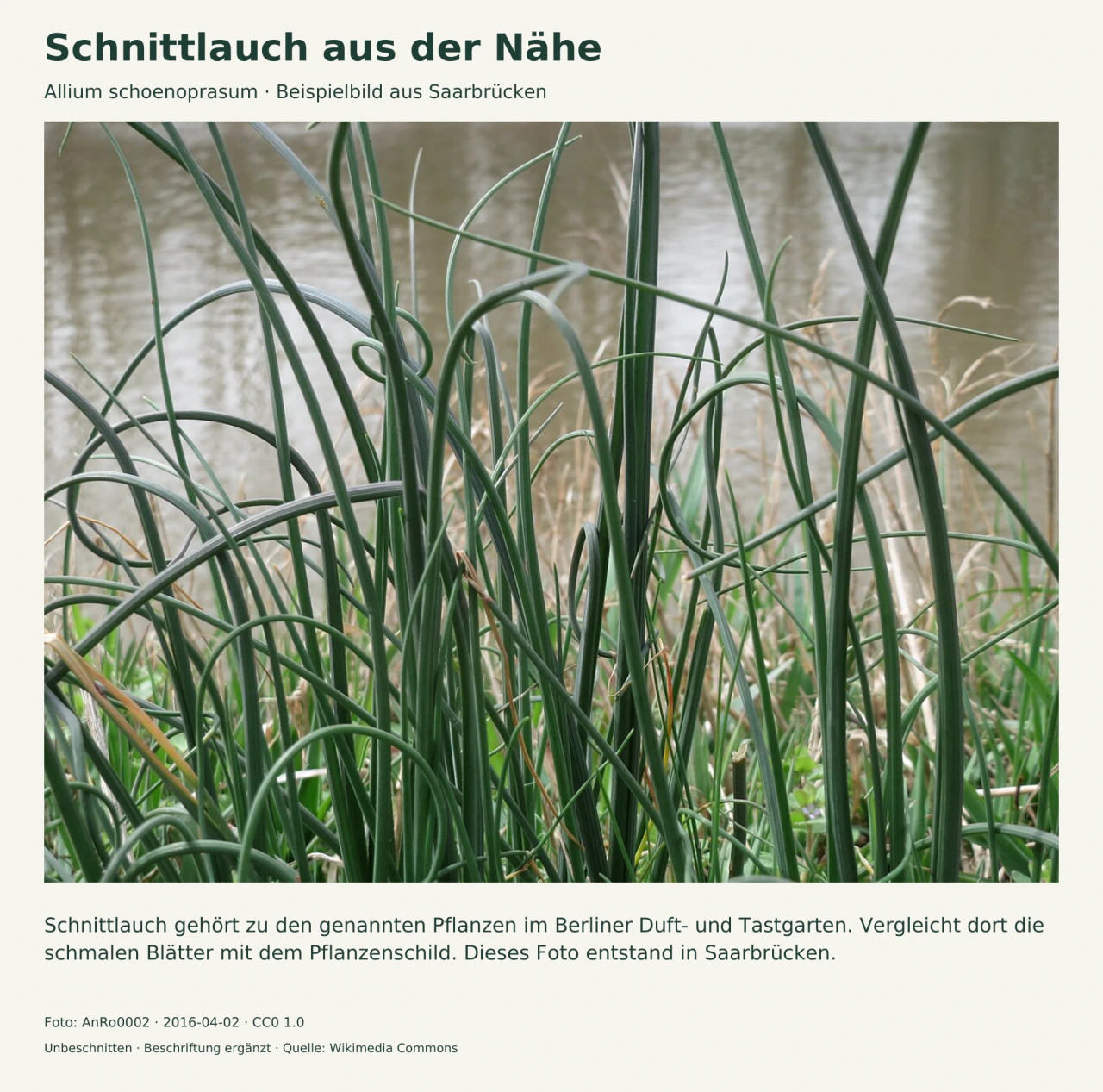 Nahaufnahme vieler schmaler grüner Schnittlauchblätter, einige aufrecht, andere gebogen, vor unscharfem Wasserhintergrund; keine Blüten sind zu sehen.