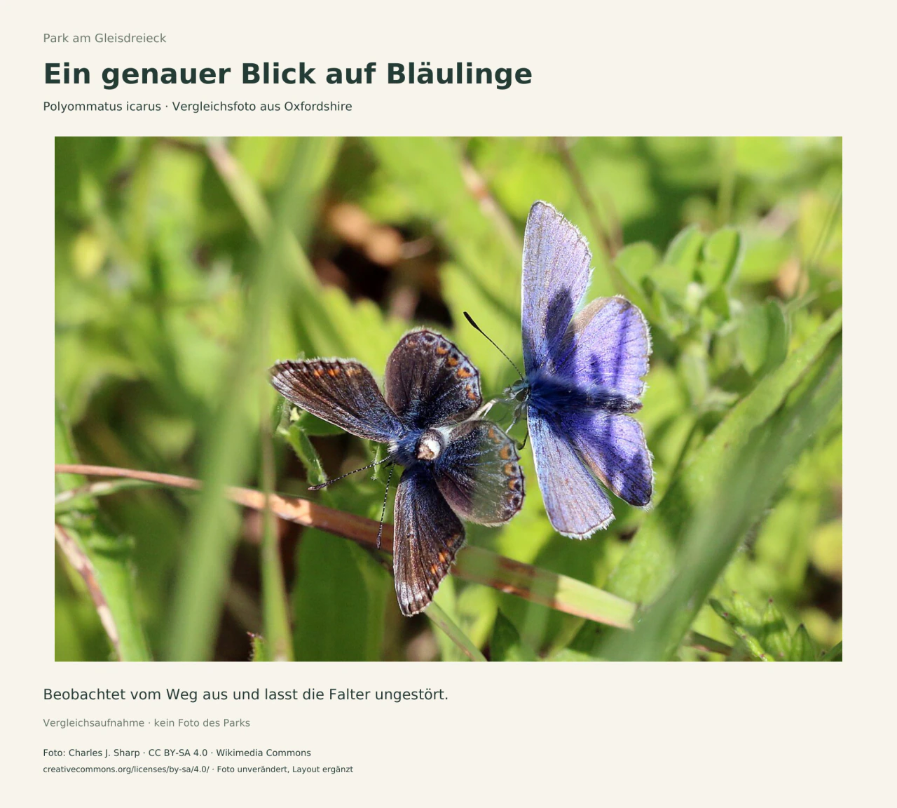 Zwei Hauhechelbläulinge mit geöffneten Flügeln: links ein dunkles Weibchen mit blauen Bereichen und orangefarbenen Randflecken, rechts ein blaues Männchen.